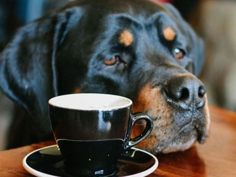 South Side Coffee Kerfuffle image