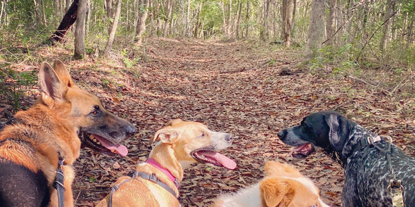 Jogs for Dogs