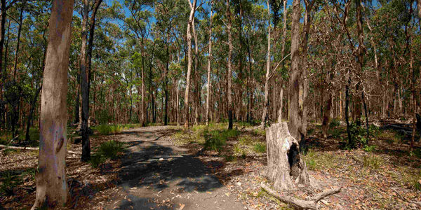 Brisbane Koala Bushlands