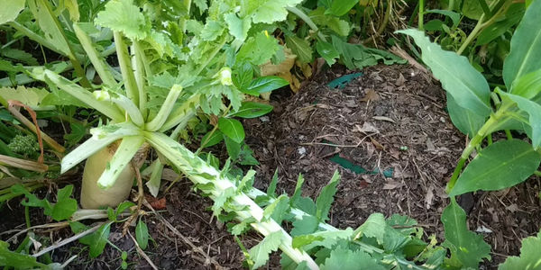 Direct Compost Solutions