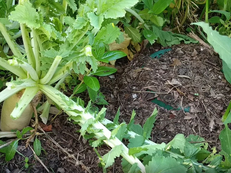 Direct Compost Solutions image