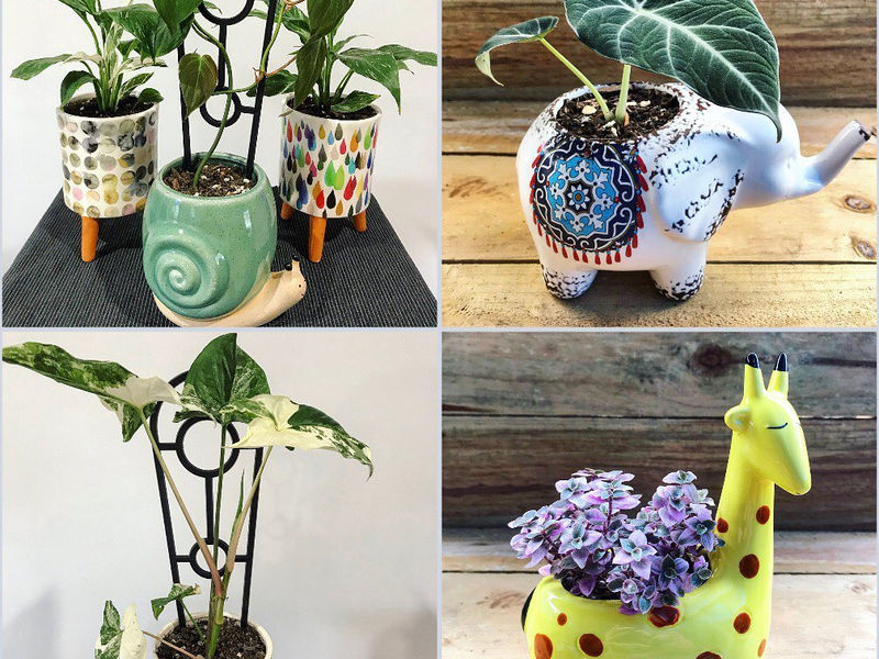 The Green Philo image