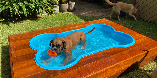 Dog Pools Australia
