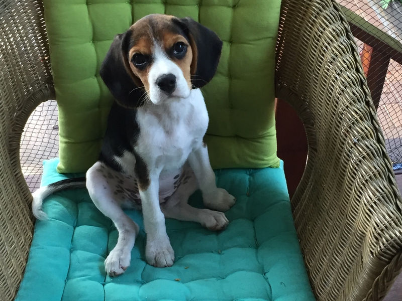 Mindful Psychology image