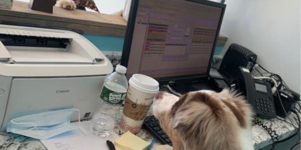 Dog Groomers The Pooch Palace