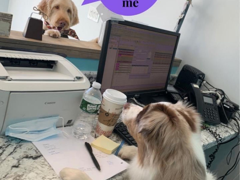 Dog Groomers The Pooch Palace image