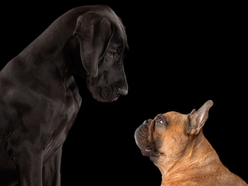 Sarah Woodward Photography - Pet Photographer image