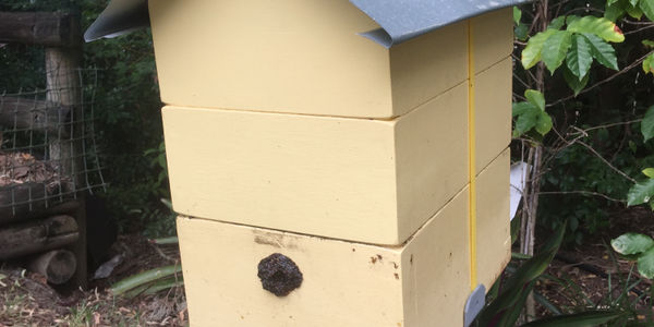 A Green Soul Native Bees