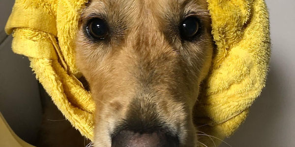 Suburban Dog Grooming
