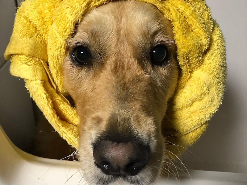 Suburban Dog Grooming image