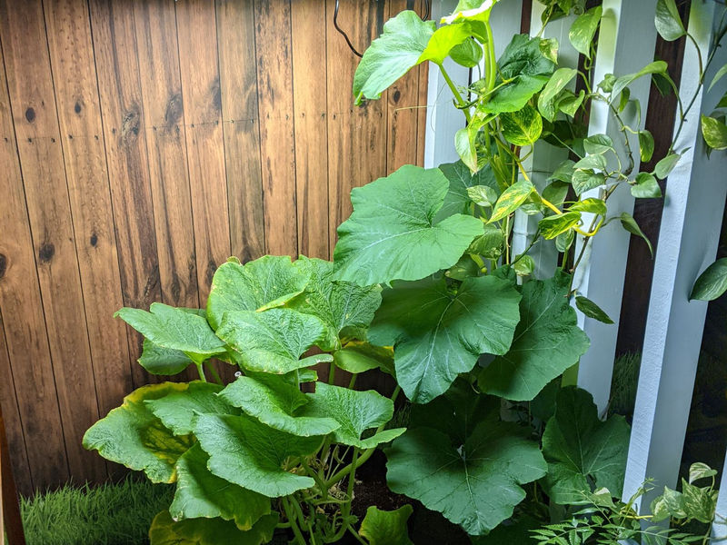 Aqua Gardening image