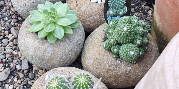 Rosalie Village Garden Centre