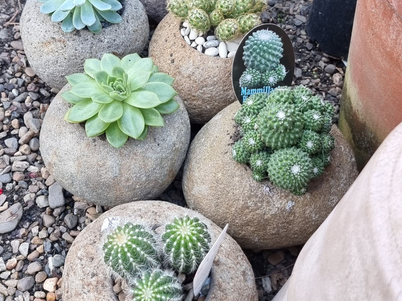 Rosalie Village Garden Centre image