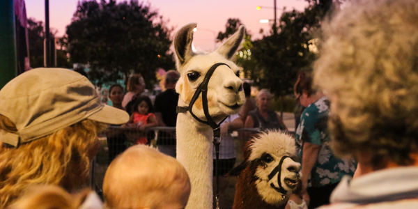 Beenleigh Night Bites Twilight Market