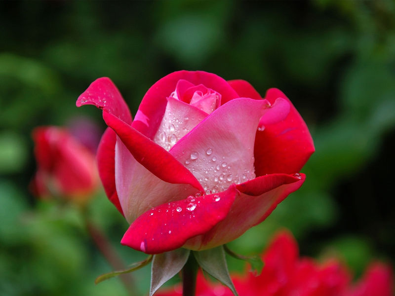 Nundah Cemetery (also known as German Station Cemetery) image