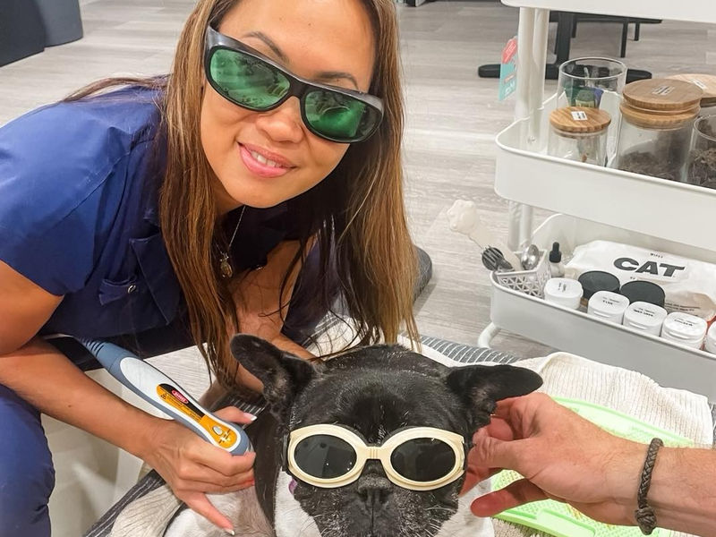 The Acupuncture Vet image