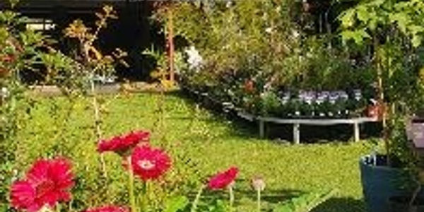 Princess Fancy-Plants.  Garden Centre. Natives, exotics and camellias.