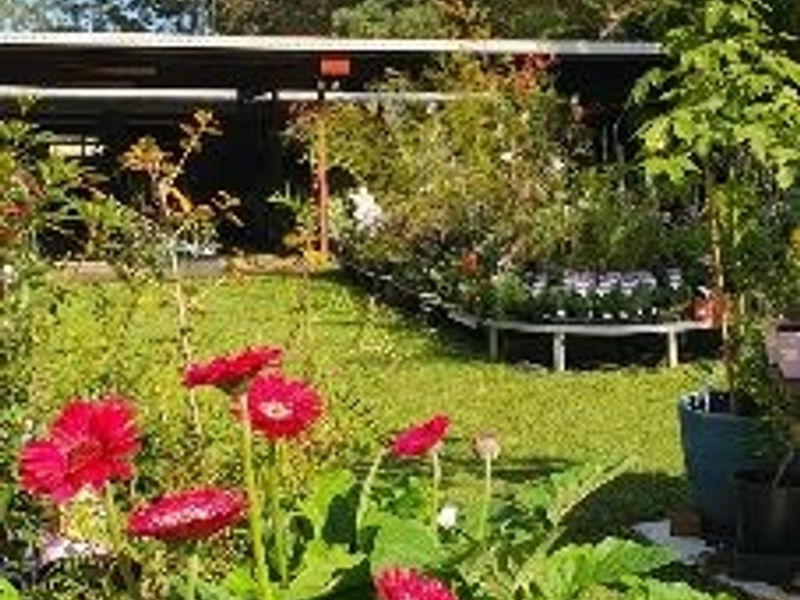 Princess Fancy-Plants.  Garden Centre. Natives, exotics and camellias. image