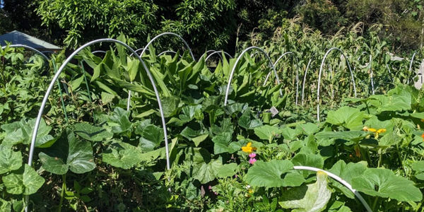 Northey Street City Farm
