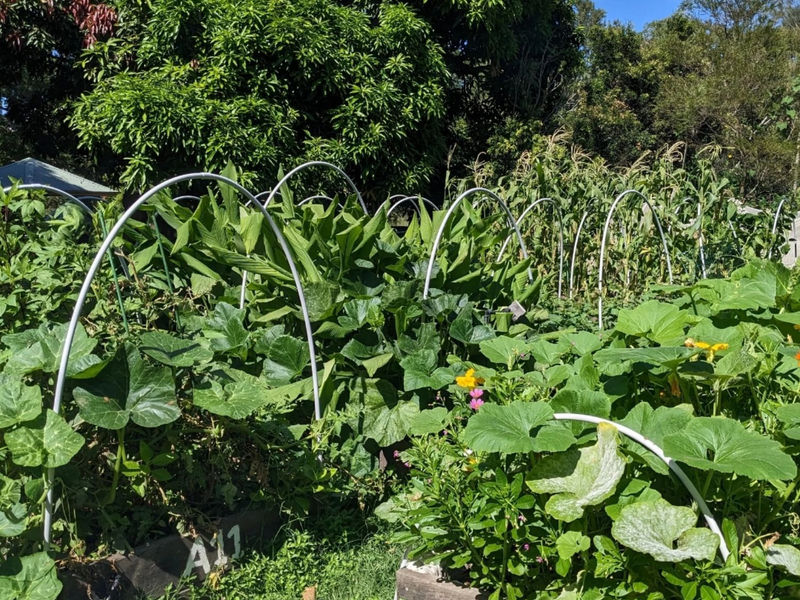 Northey Street City Farm image