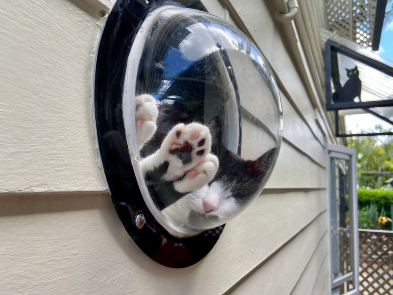 A Purrfect Paws image