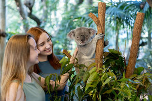 Lone Pine Koala Sanctuary image