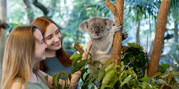 Lone Pine Koala Sanctuary