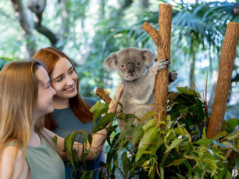 Lone Pine Koala Sanctuary image