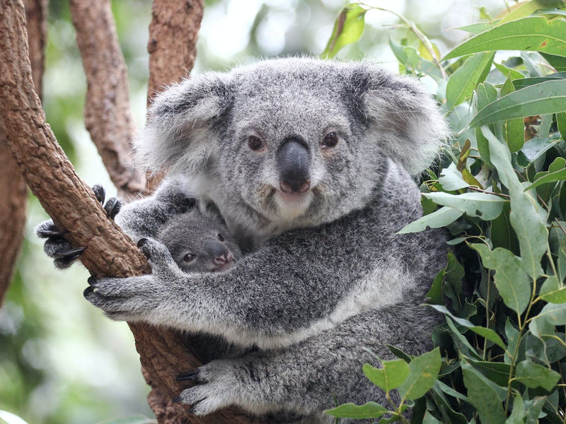 Lone Pine Koala Sanctuary image